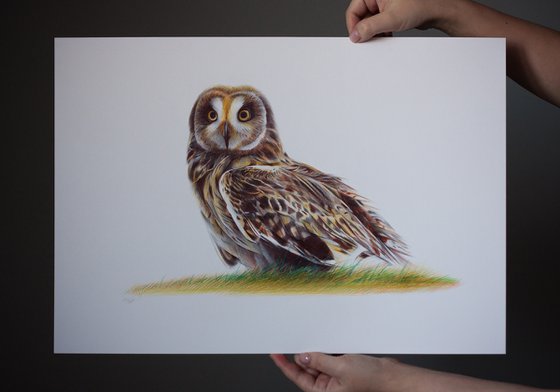 Short-eared Owl - Bird Portrait