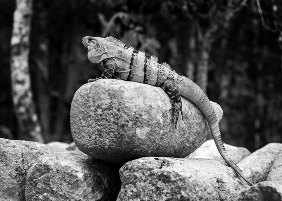 Iguana Chichén Itzá - Mexico
