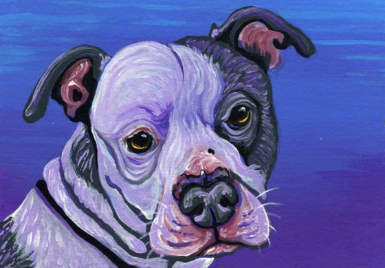 ACEO ATC Original Miniature Painting Purple Pit Bull Pet Dog Art-Carla Smale