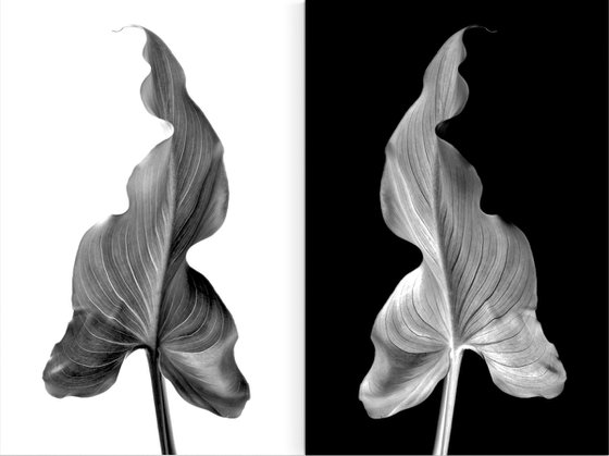 Arum Leaf - Diptych