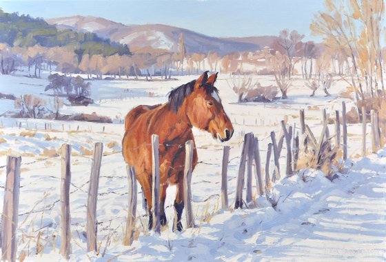Horse in the meadow, snow