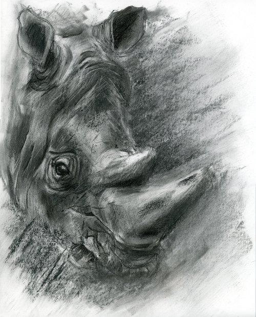 Rhino portrait - Charcoal drawing by Olga Shefranov (Tchefranov)