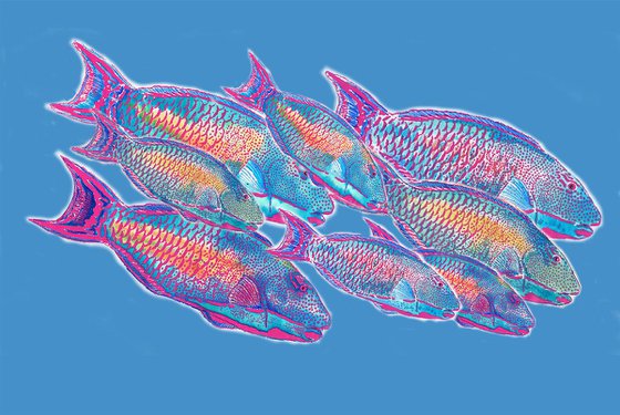 Psychedelic Parrotfish, 3/30