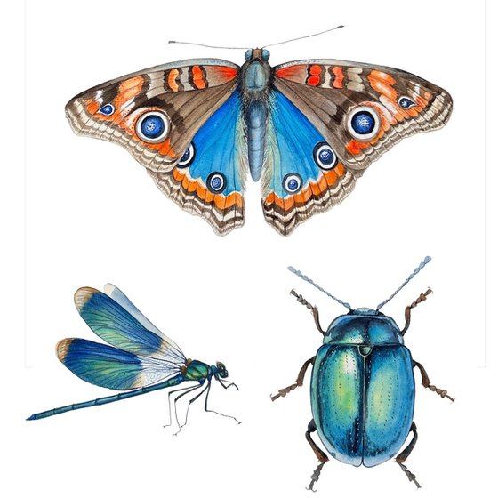 Buterfly peacock eye. Original watercolour artwork.