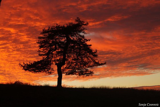 Red sunset