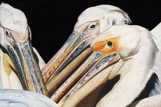 Pelican Buddies