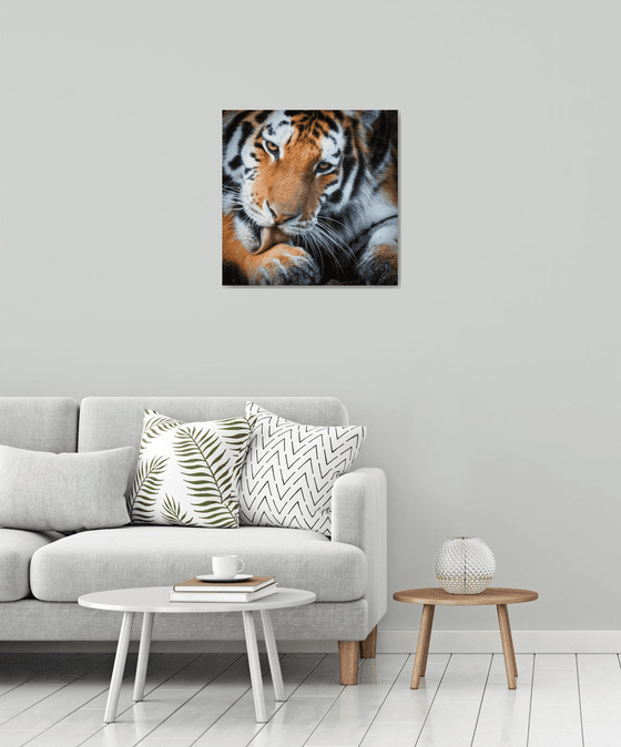 Grooming tiger
