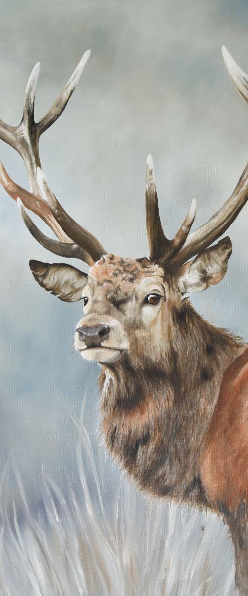 'Stag Stare' by Nicola Colbran