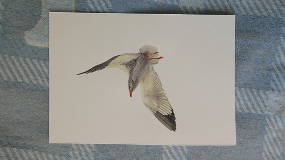 One gull sketch (1/5)