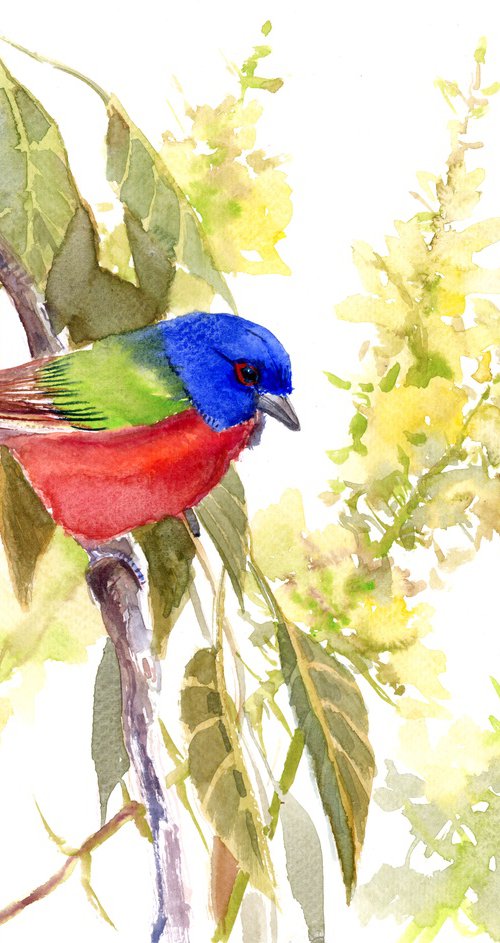 Painted Bunting Bird by Suren Nersisyan