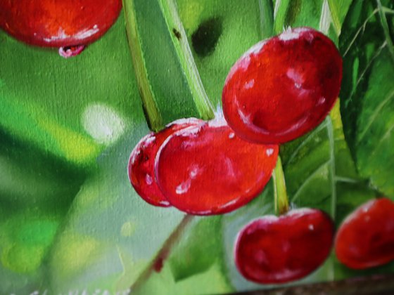 Red Cherries on Branch