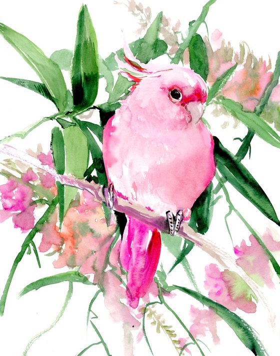 Pink Cockatoo