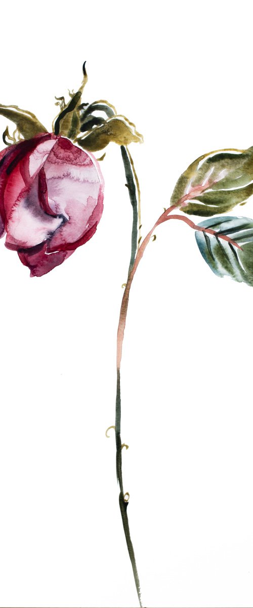 Rose Study No. 50 by Elizabeth Becker
