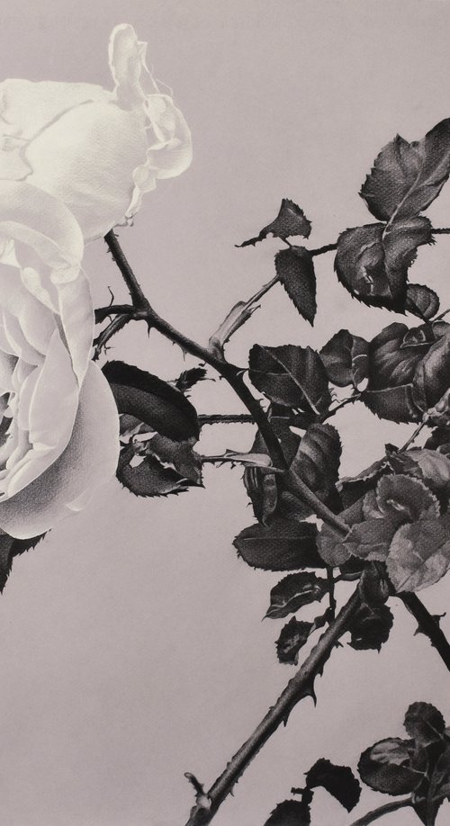 Getty Rose. by Vera Higgins