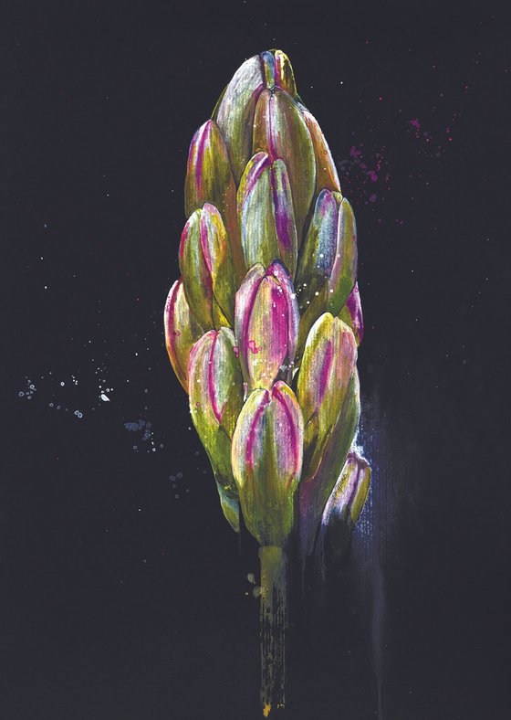 His Royal Highness Hyacinth