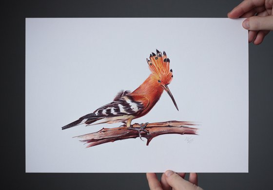 Eurasian Hoopoe