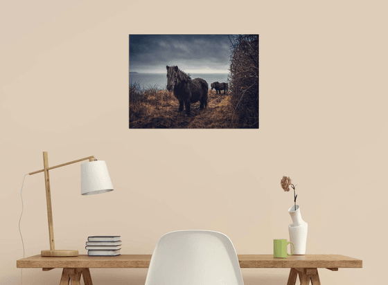 Shetlands ponies in Cornwall UK