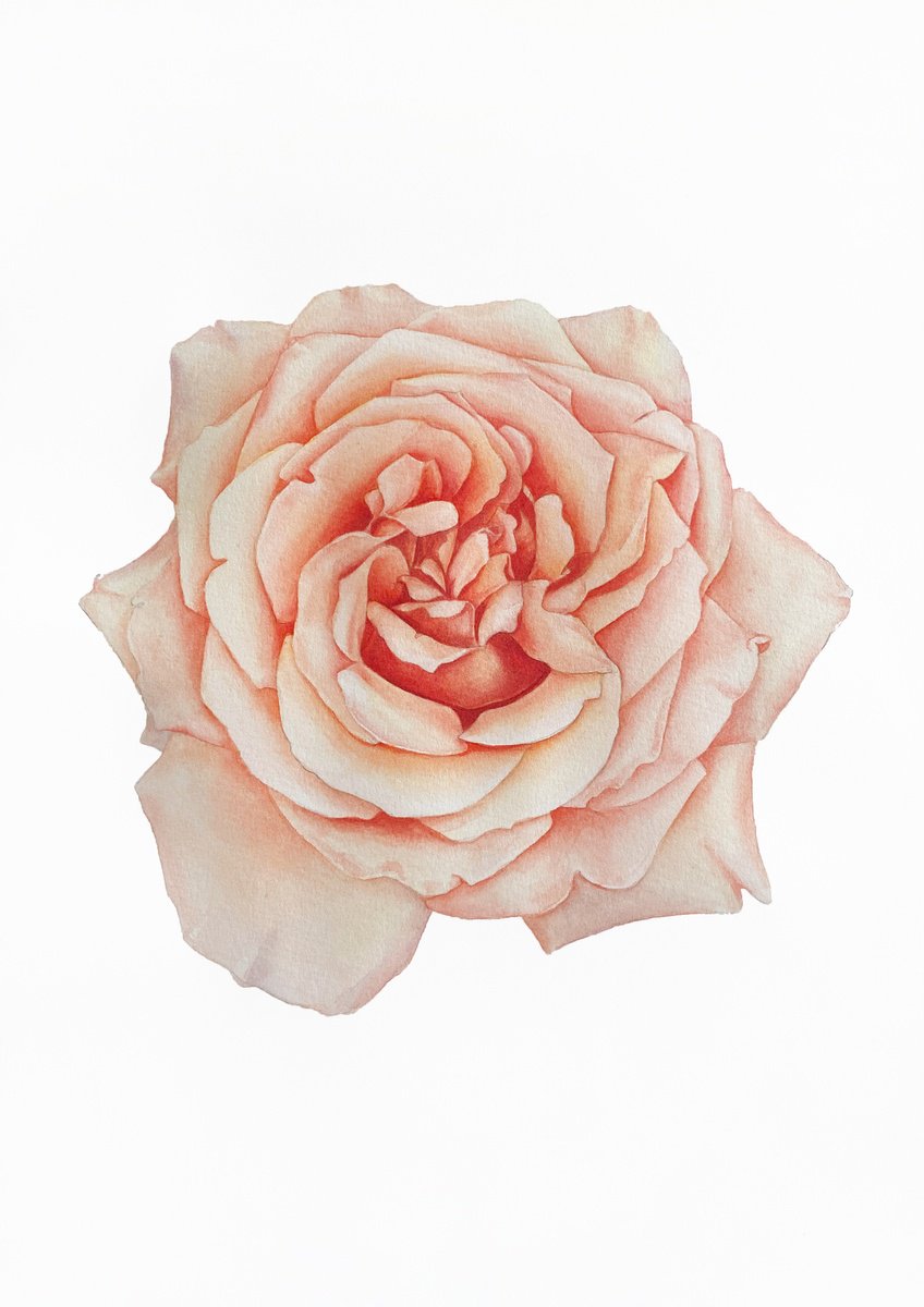 A rose of a delicate pink colour. Original watercolor artwork by Nataliia Kupchyk