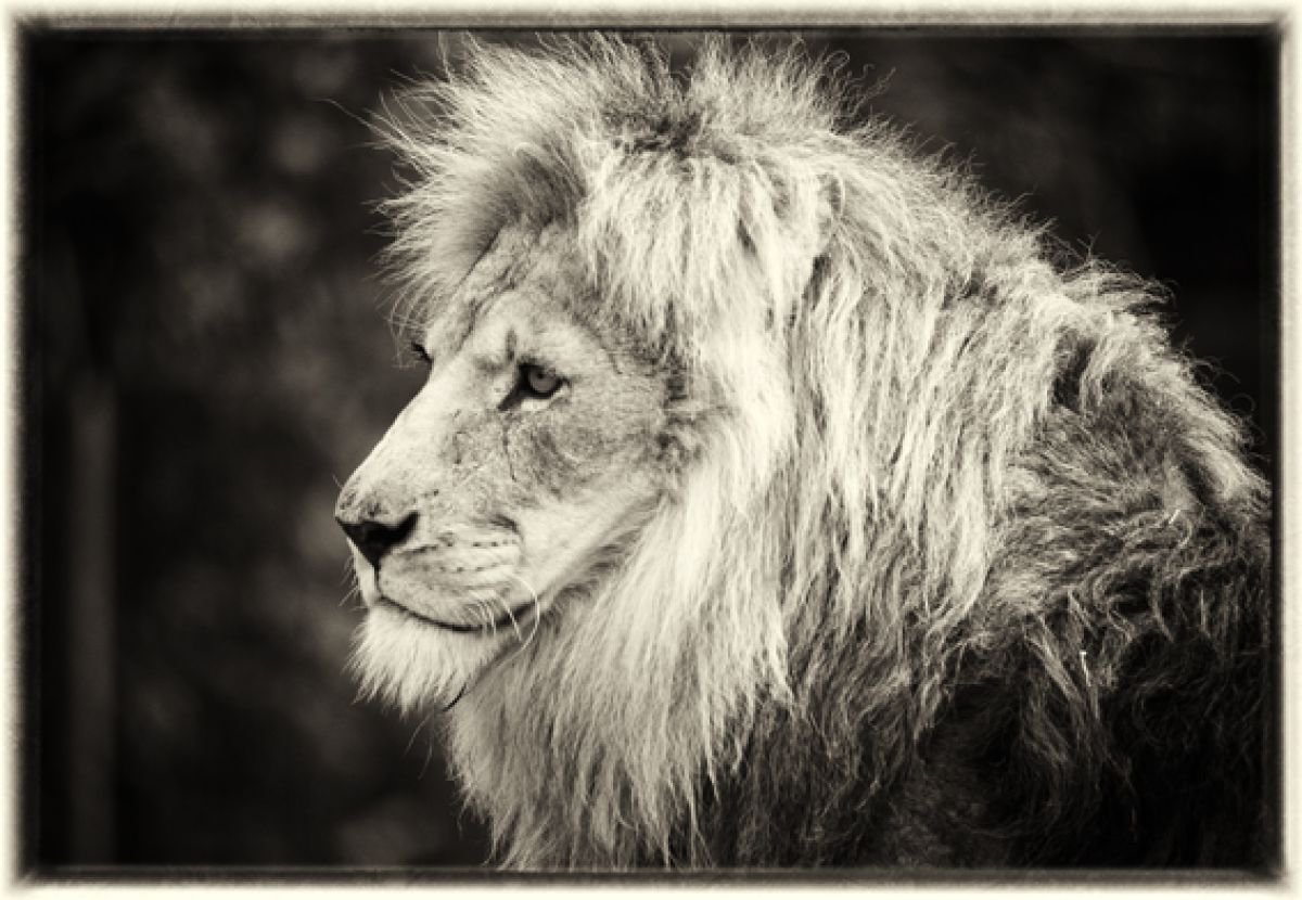 The lion (Panthera leo) by Stephen Hodgetts Photography