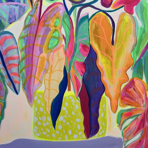 'Alocasia Revelation’