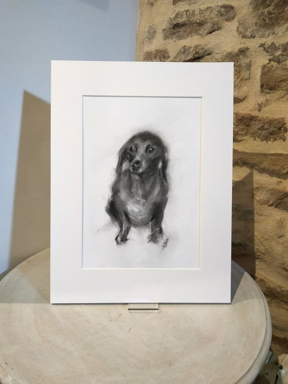 Dachshund