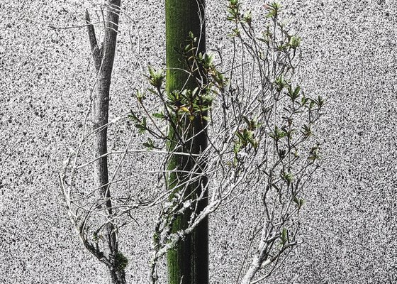Boundary#001-Bamboo, cedar, Rhododendron tschonoskii