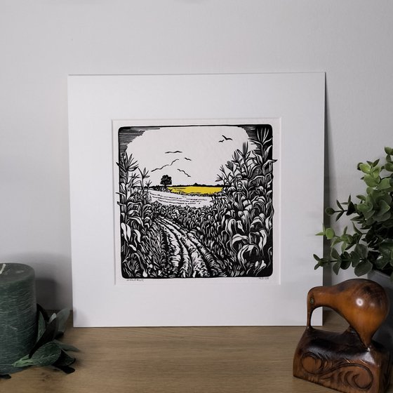 Cornfields