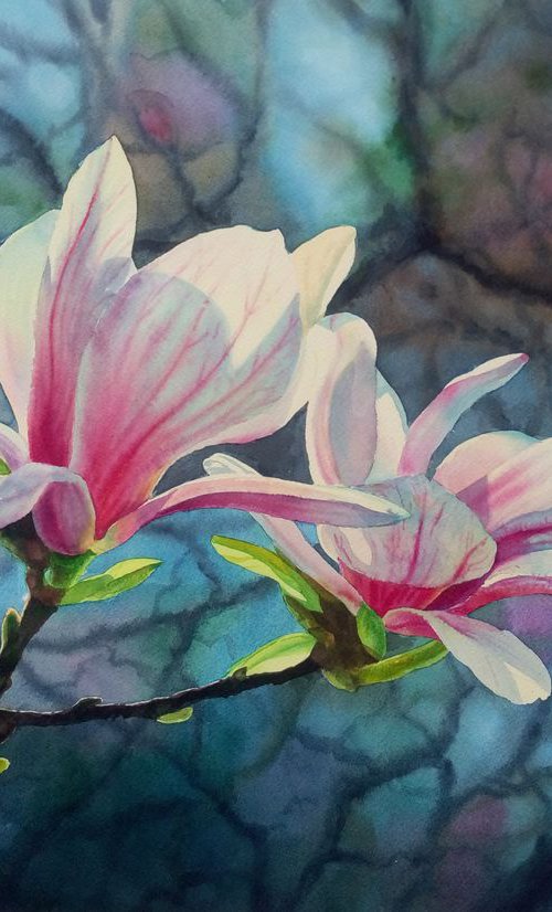 Blooming magnolia - Magnolia B by Olga Beliaeva Watercolour