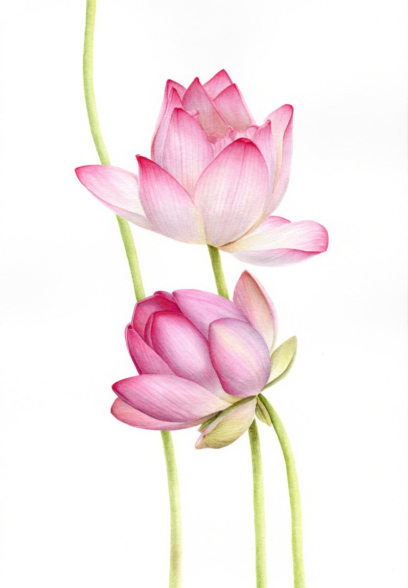 Photorealistic Botanical Watercolour By Alona Hrinchuk, 12 X 16, Indian Lotus, Original Artwork