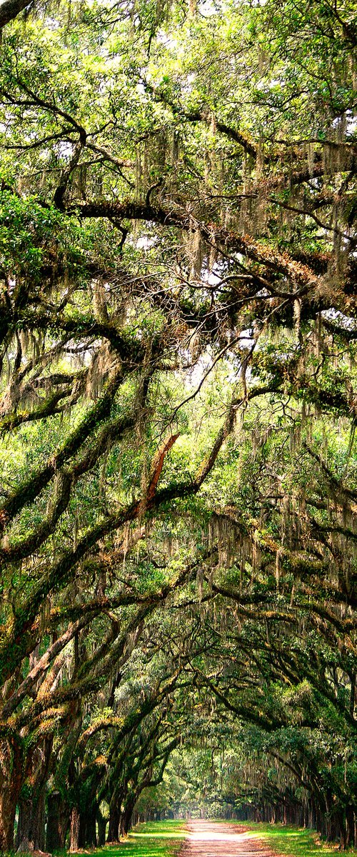 UNDER THE CANOPY OF TREES by William Dey