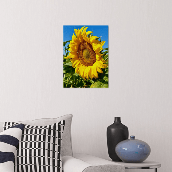 Normandy Sunflower