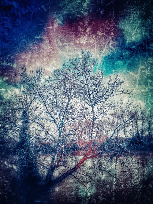 Tree by Mattia Paoli