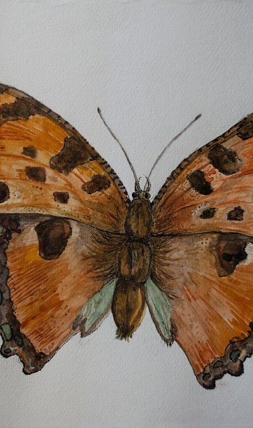 Large Tortoiseshell by Nikola Ivanovic