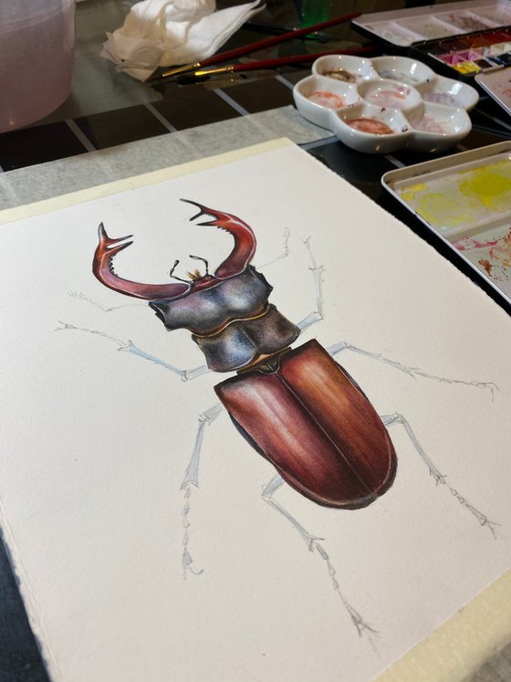 The European stag beetle watercolor illustration