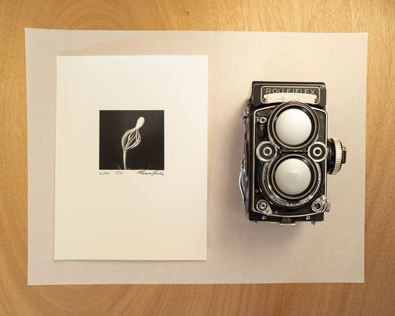 Pinus | Handmade Print