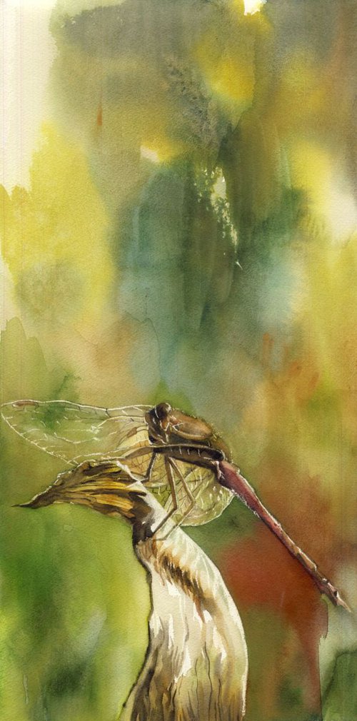 Dragonfly in autumn by Alfred  Ng