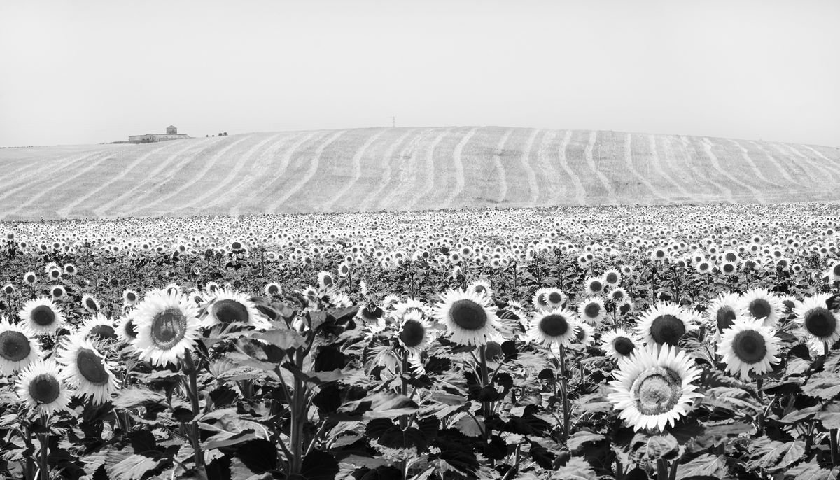 Photorealistic Landscape Photograph By Stephen Hodgetts Photography, 17 X 12", Sunflowers - Cadiz Spain, Original Artwork