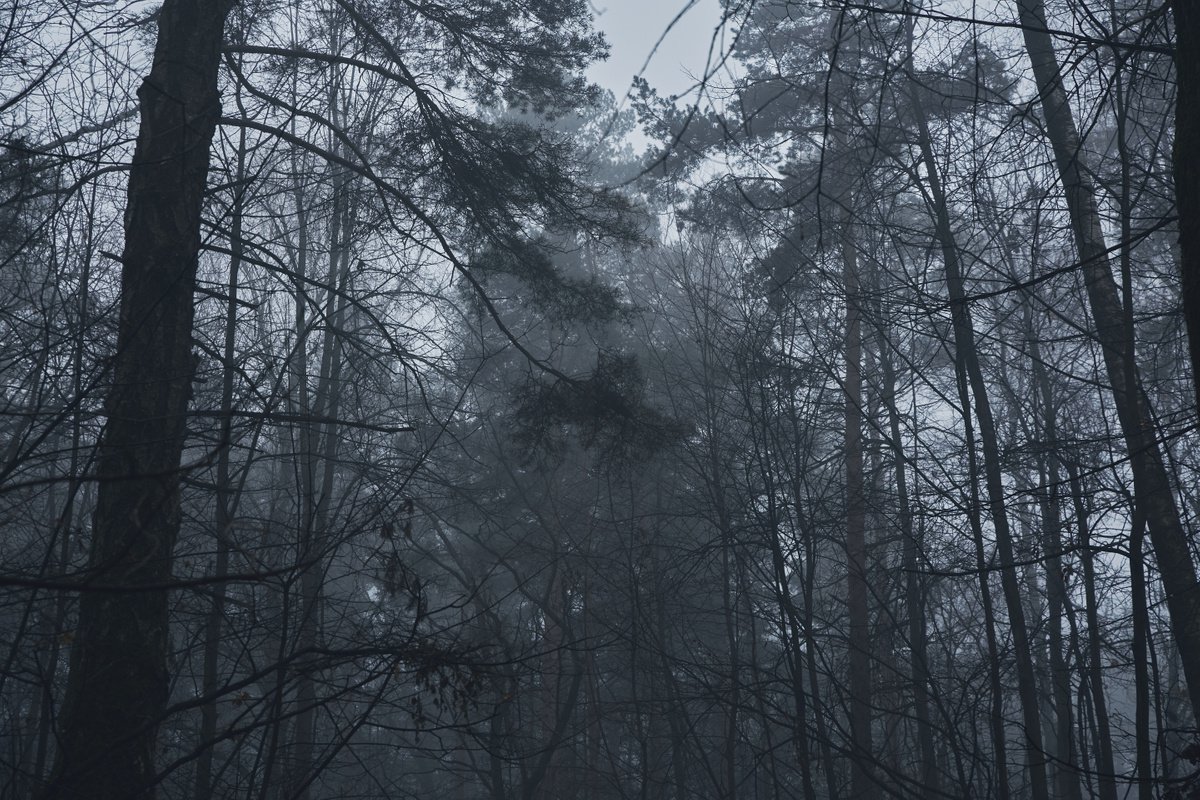 Fog #11 by Oleg Chumakov