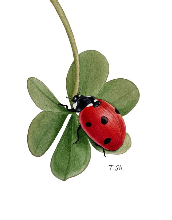 Ladybug on the clover