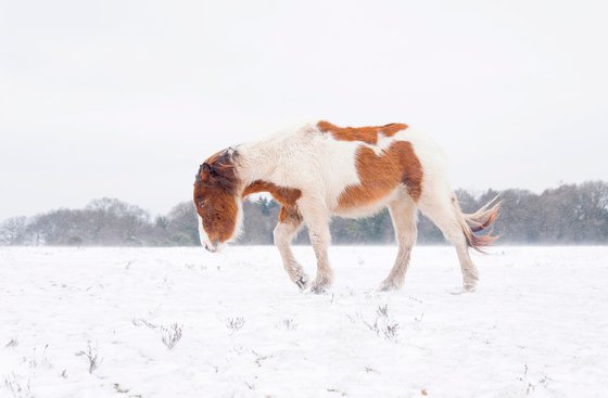 JOURNEY IN THE SNOW