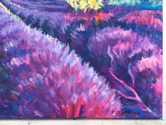 Lavender fields