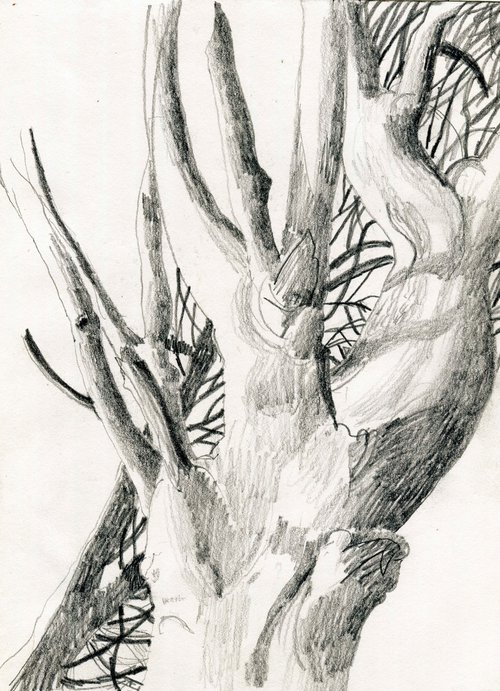 Branches by Elizabeth Anne Fox
