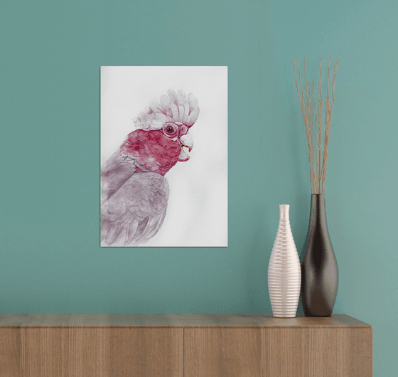 Portrait of Pink Galah Cockatoo in Sunlight
