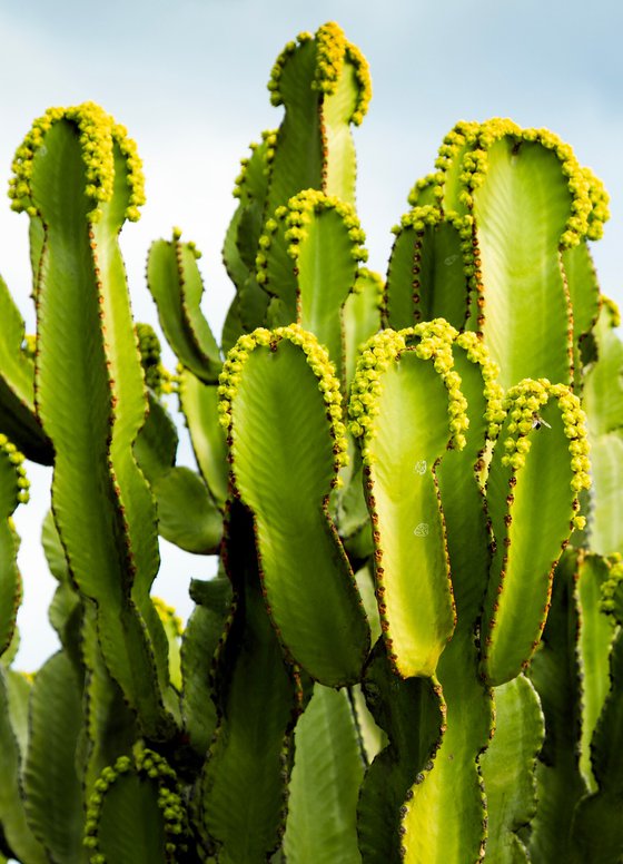 Blooming Cactus