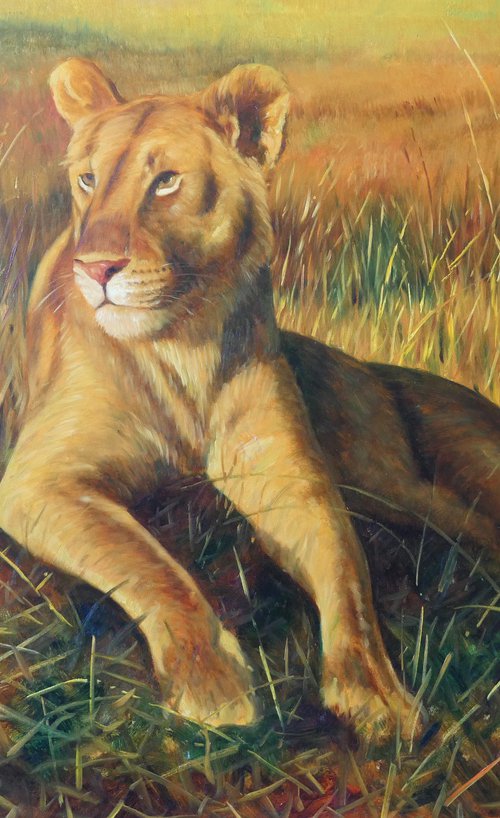 Lioness by Claudio Ciardi