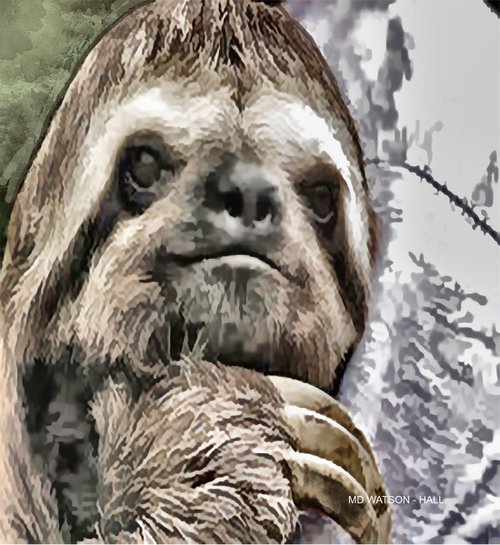 Chilled Sloth by Marlene Watson