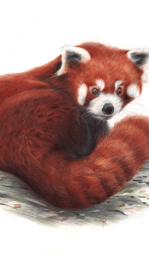 Red Panda Portrait by Daria Maier