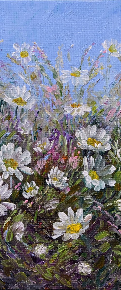 Daisies. by Anastasia Woron