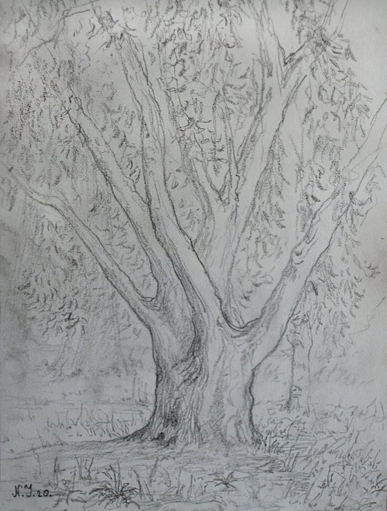 Tree study