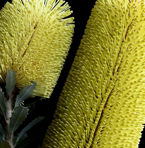 Yellow Banksia Praemorsa